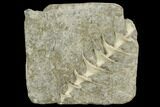Archimedes Screw Bryozoan Fossil - Illinois #130223-1